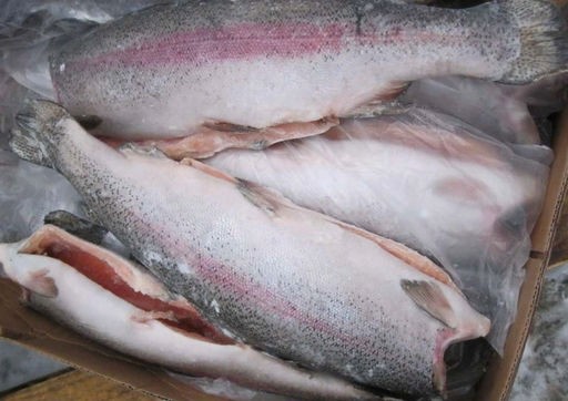 Форель свежемороженая, без головы, потрошеная, Чили ~ 2-3 кг